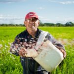 man, farmer, rice fields-452904.jpg