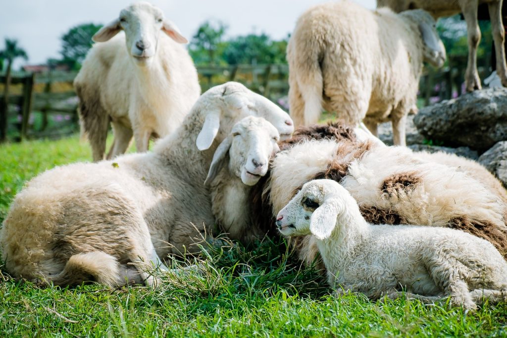 sheep, meadow, white, farm, sheep, sheep, sheep, sheep, sheep-5352474.jpg