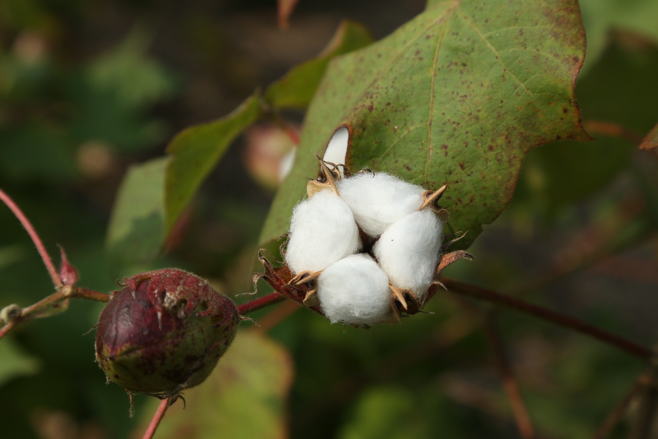 cotton flower, nature, agriculture, farm, cotton farm, plant, cotton plant-4896623.jpg