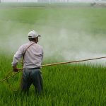 herbicide, farmer, in rice field, pesticide, poison, farmer, farmer, pesticide, pesticide, pesticide, pesticide, pesticide-587589.jpg