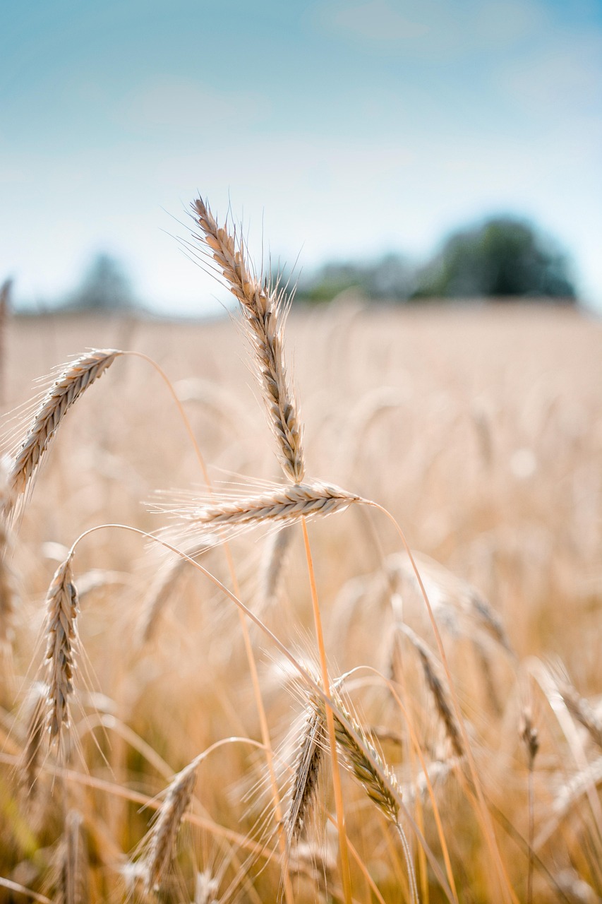wheat, crop, field, barley, nature, cereal grains, farm, plants, agriculture, countryside, rural, summer, closeup-5996781.jpg